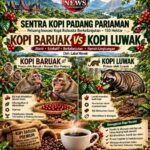 Kopi Baruak vs Kopi Luwak: Ketika Hama Berubah Menjadi Peluang Emas bagi Petani Padang Pariaman